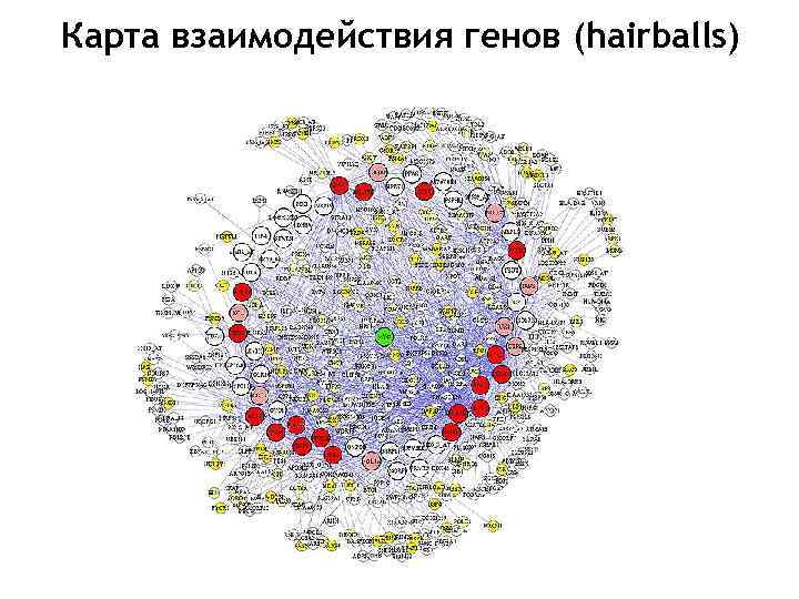 Карта взаимодействия генов (hairballs) 