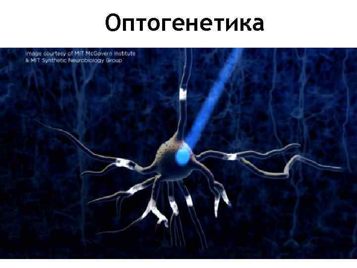 Оптогенетика 