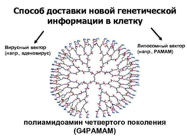 Способ доставки новой генетической информации в клетку Вирусный вектор (напр. , аденовирус) Липосомный вектор