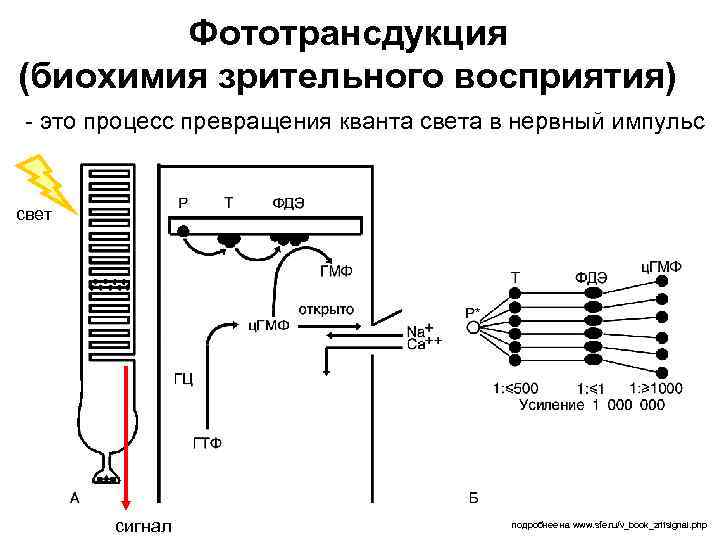 Фототрансдукция (биохимия зрительного восприятия) - это процесс превращения кванта света в нервный импульс свет