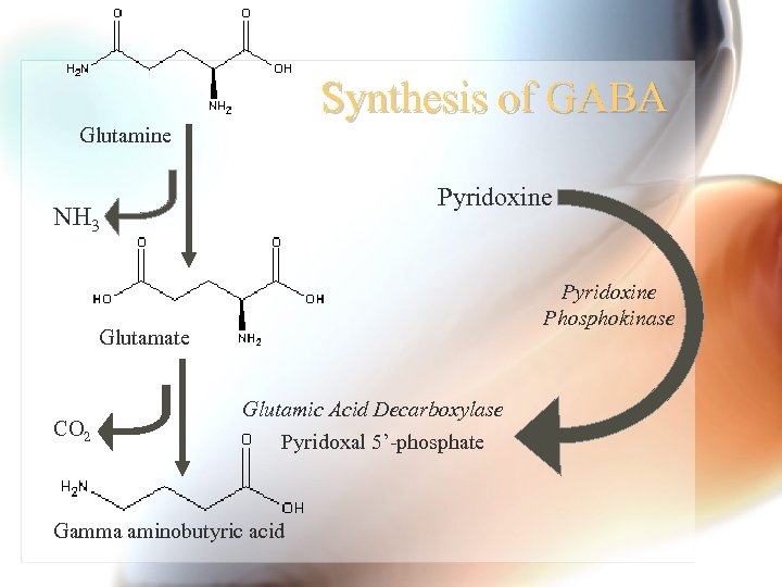 Synthesis of GABA Glutamine Pyridoxine NH 3 Pyridoxine Phosphokinase Glutamate CO 2 Glutamic Acid