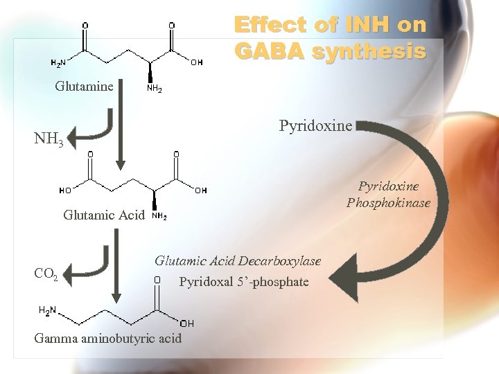 Effect of INH on GABA synthesis Glutamine Pyridoxine NH 3 Pyridoxine Phosphokinase Glutamic Acid
