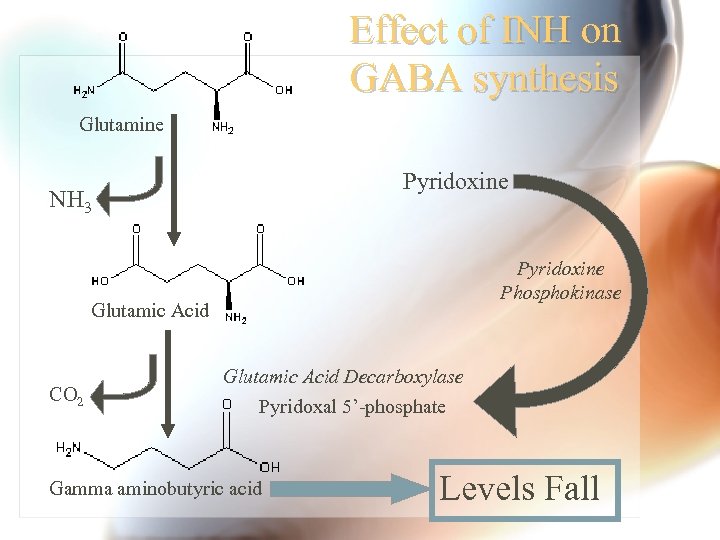 Effect of INH on GABA synthesis Glutamine Pyridoxine NH 3 Pyridoxine Phosphokinase Glutamic Acid