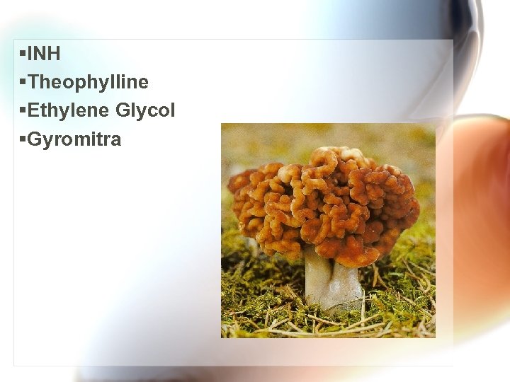 §INH §Theophylline §Ethylene Glycol §Gyromitra 