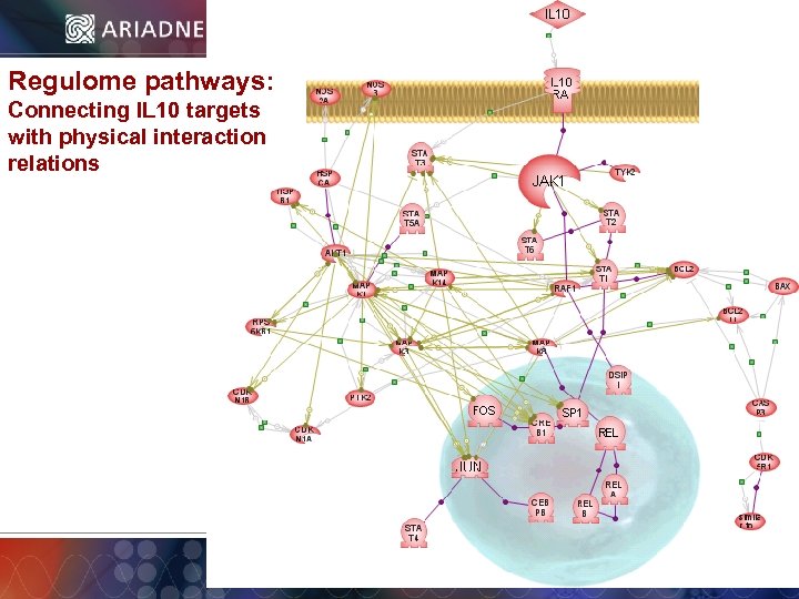 Regulome pathways: Connecting IL 10 targets with physical interaction relations © 2006 Ariadne Genomics.