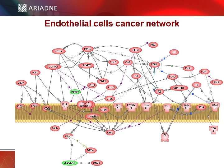 Endothelial cells cancer network © 2006 Ariadne Genomics. All Rights Reserved. 33 