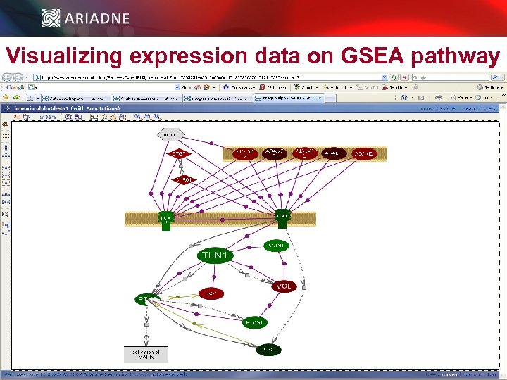 Visualizing expression data on GSEA pathway © 2006 Ariadne Genomics. All Rights Reserved. 46