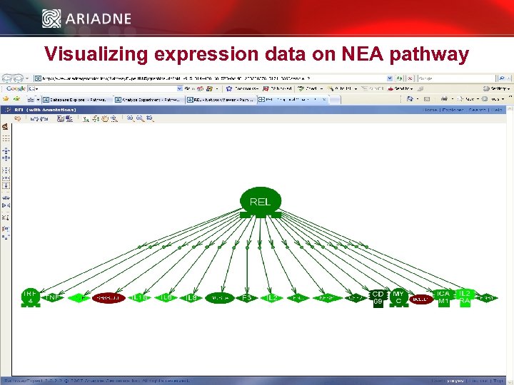 Visualizing expression data on NEA pathway © 2006 Ariadne Genomics. All Rights Reserved. 52