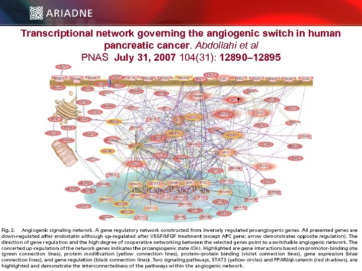 Transcriptional network governing the angiogenic switch in human pancreatic cancer. Abdollahi et al PNAS