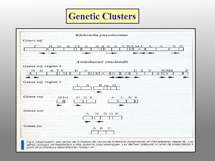 Genetic Clusters 