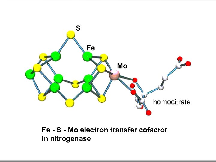 S Fe Mo homocitrate Fe - S - Mo electron transfer cofactor in nitrogenase