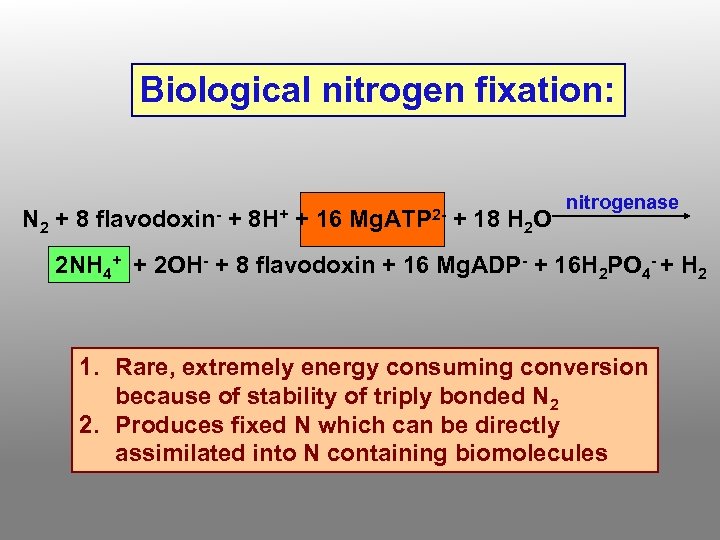 Biological nitrogen fixation: N 2 + 8 flavodoxin- + 8 H+ + 16 Mg.