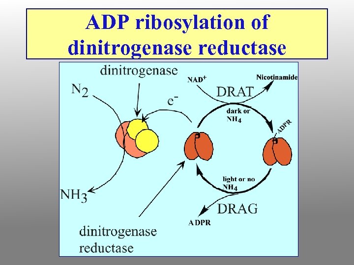 ADP ribosylation of dinitrogenase reductase 