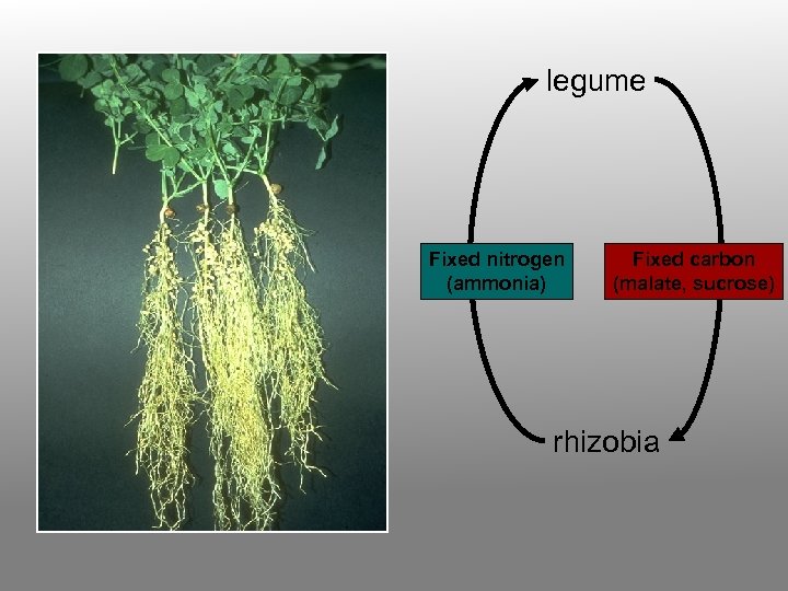 legume Fixed nitrogen (ammonia) Fixed carbon (malate, sucrose) rhizobia 