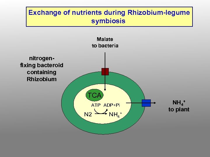 Exchange of nutrients during Rhizobium-legume symbiosis Malate to bacteria nitrogenfixing bacteroid containing Rhizobium TCA