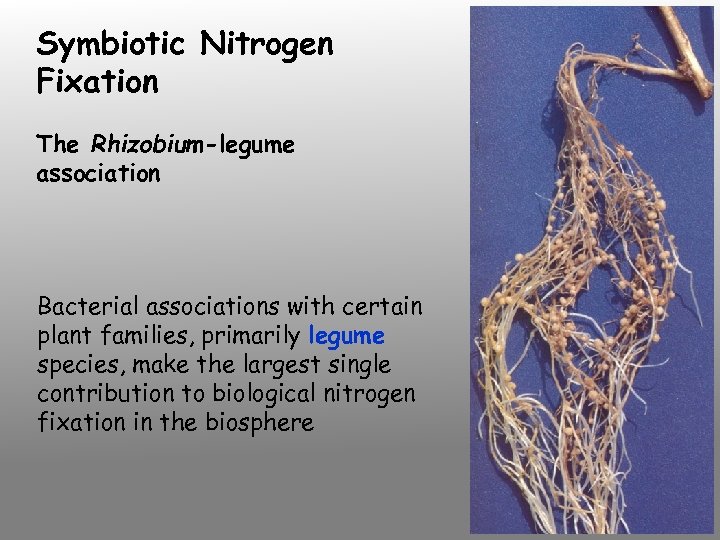 Symbiotic Nitrogen Fixation The Rhizobium-legume association Bacterial associations with certain plant families, primarily legume