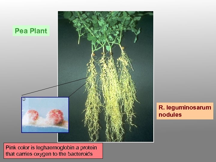 Pea Plant R. leguminosarum nodules Pink color is leghaemoglobin a protein that carries oxygen