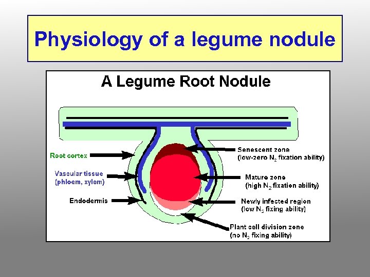 Physiology of a legume nodule 