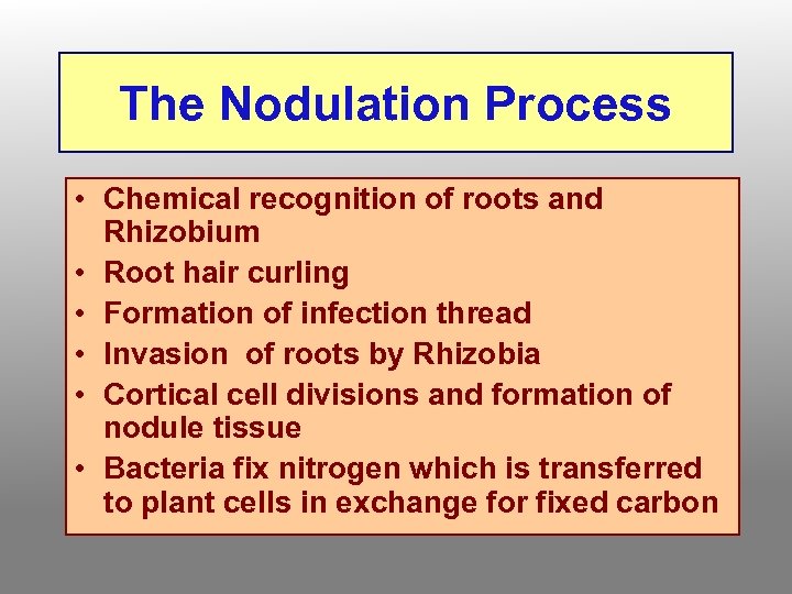 The Nodulation Process • Chemical recognition of roots and Rhizobium • Root hair curling