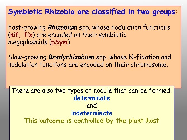 Symbiotic Rhizobia are classified in two groups: Fast-growing Rhizobium spp. whose nodulation functions (nif,