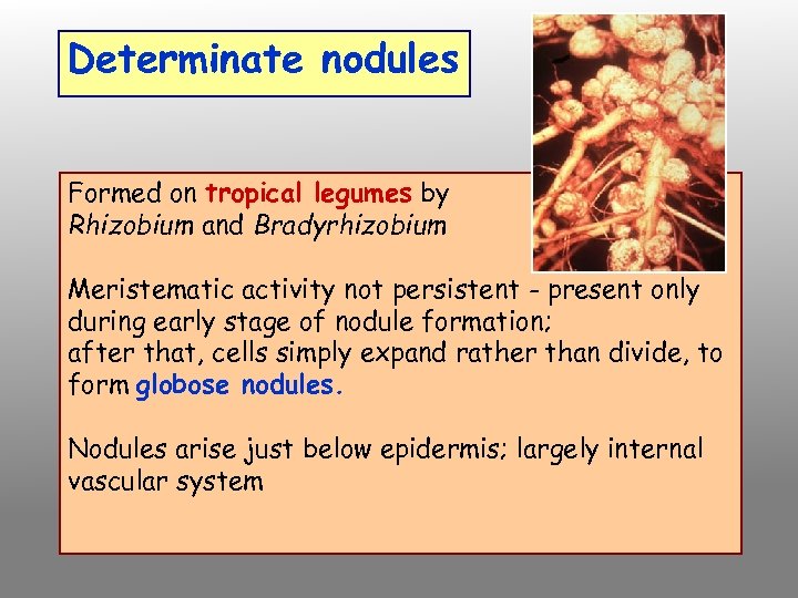 Determinate nodules Formed on tropical legumes by Rhizobium and Bradyrhizobium Meristematic activity not persistent