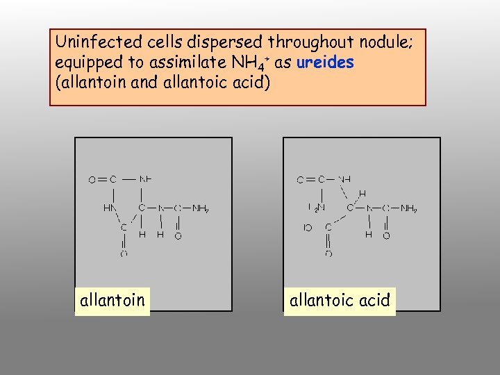 Uninfected cells dispersed throughout nodule; equipped to assimilate NH 4+ as ureides (allantoin and