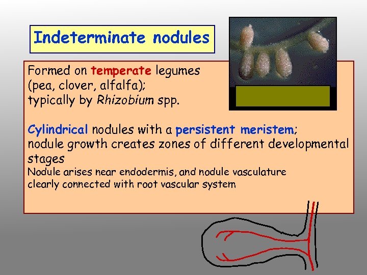 Indeterminate nodules Formed on temperate legumes (pea, clover, alfalfa); typically by Rhizobium spp. Cylindrical
