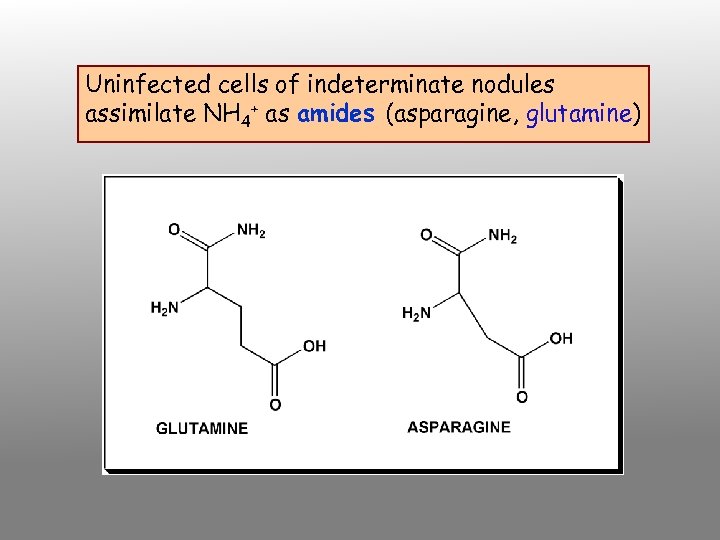 Uninfected cells of indeterminate nodules assimilate NH 4+ as amides (asparagine, glutamine) 
