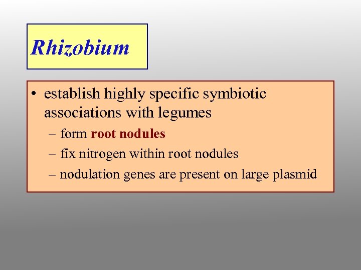 Rhizobium • establish highly specific symbiotic associations with legumes – form root nodules –