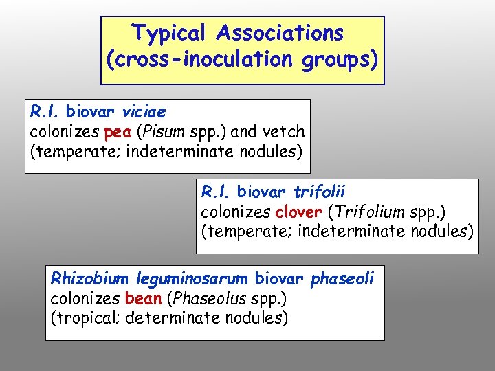 Typical Associations (cross-inoculation groups) R. l. biovar viciae colonizes pea (Pisum spp. ) and