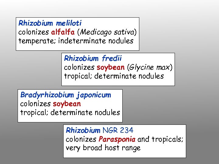 Rhizobium meliloti colonizes alfalfa (Medicago sativa) temperate; indeterminate nodules Rhizobium fredii colonizes soybean (Glycine