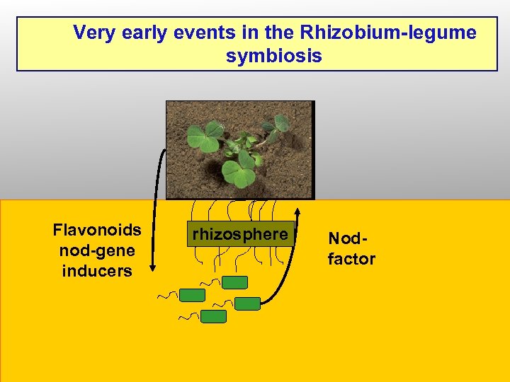 Very early events in the Rhizobium-legume symbiosis Flavonoids nod-gene inducers rhizosphere Nodfactor 