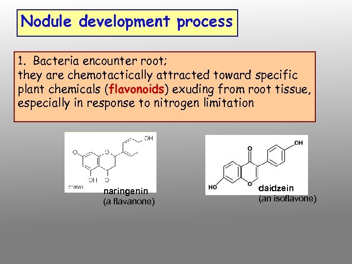 Nodule development process 1. Bacteria encounter root; they are chemotactically attracted toward specific plant