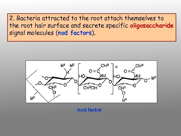 2. Bacteria attracted to the root attach themselves to the root hair surface and