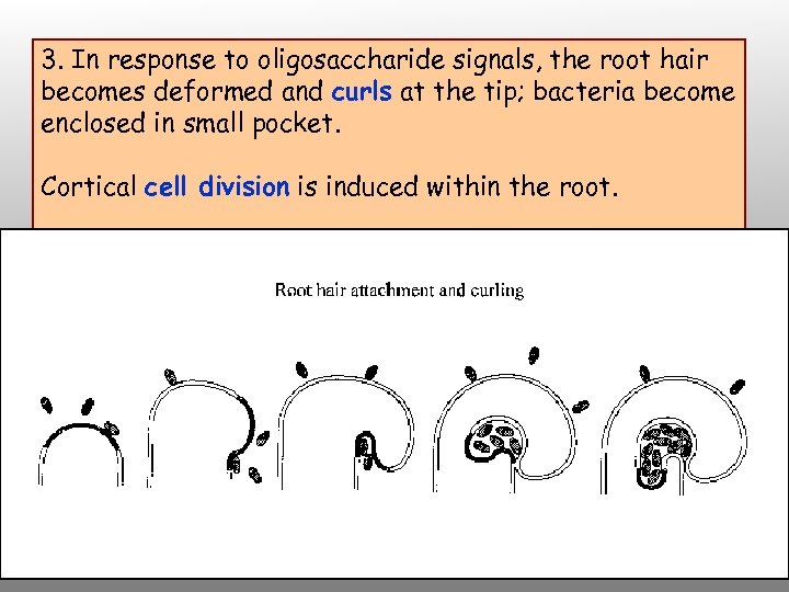 3. In response to oligosaccharide signals, the root hair becomes deformed and curls at