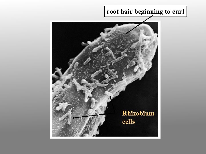root hair beginning to curl Rhizobium cells 