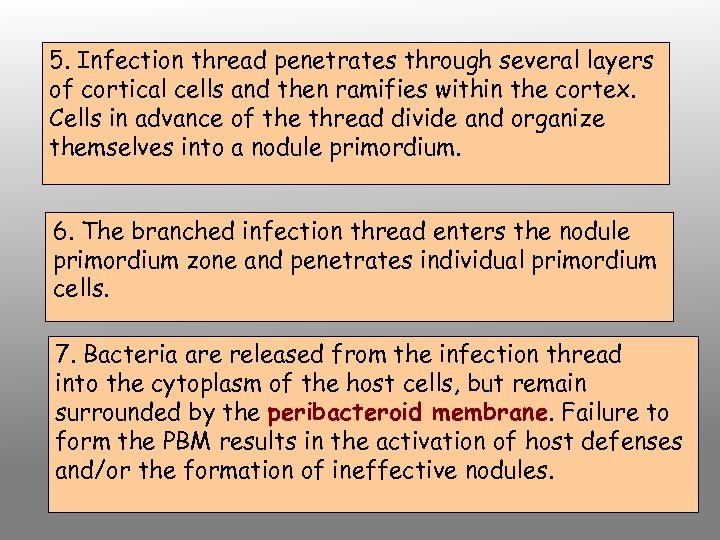 5. Infection thread penetrates through several layers of cortical cells and then ramifies within
