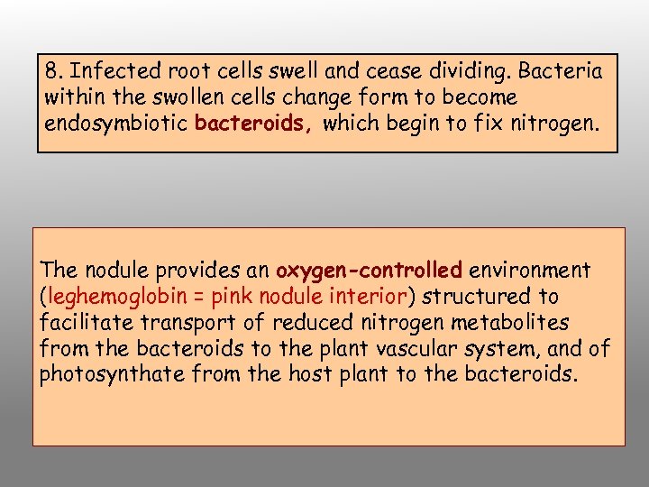8. Infected root cells swell and cease dividing. Bacteria within the swollen cells change