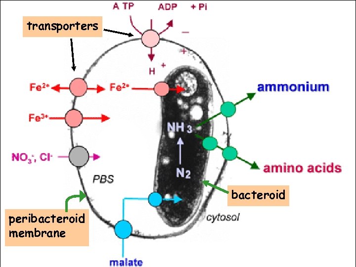 transporters bacteroid peribacteroid membrane 