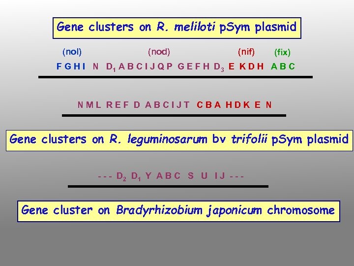 Gene clusters on R. meliloti p. Sym plasmid (nol) (nod) (nif) (fix) F G