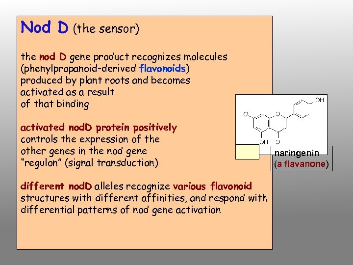 Nod D (the sensor) the nod D gene product recognizes molecules (phenylpropanoid-derived flavonoids) produced
