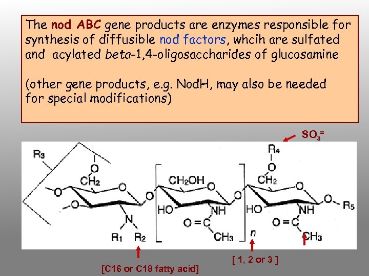 The nod ABC gene products are enzymes responsible for synthesis of diffusible nod factors,