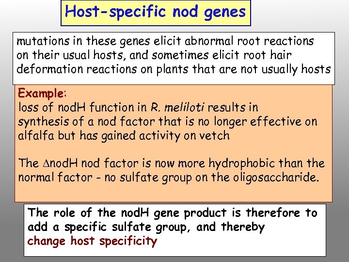 Host-specific nod genes mutations in these genes elicit abnormal root reactions on their usual