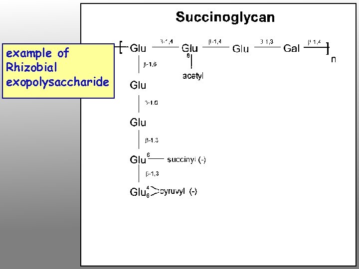 example of Rhizobial exopolysaccharide 