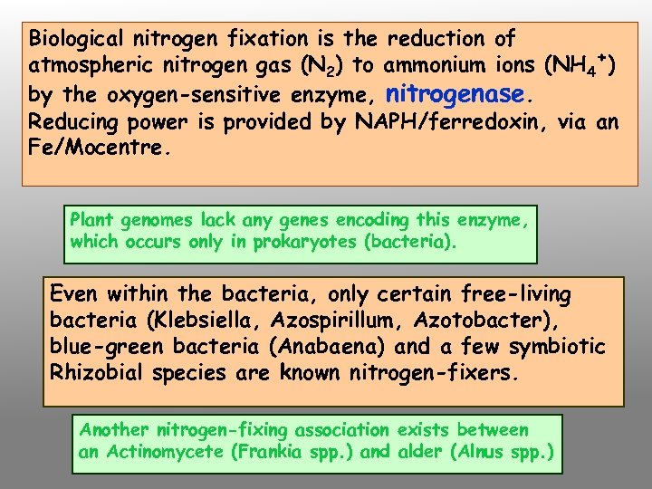 Biological nitrogen fixation is the reduction of atmospheric nitrogen gas (N 2) to ammonium
