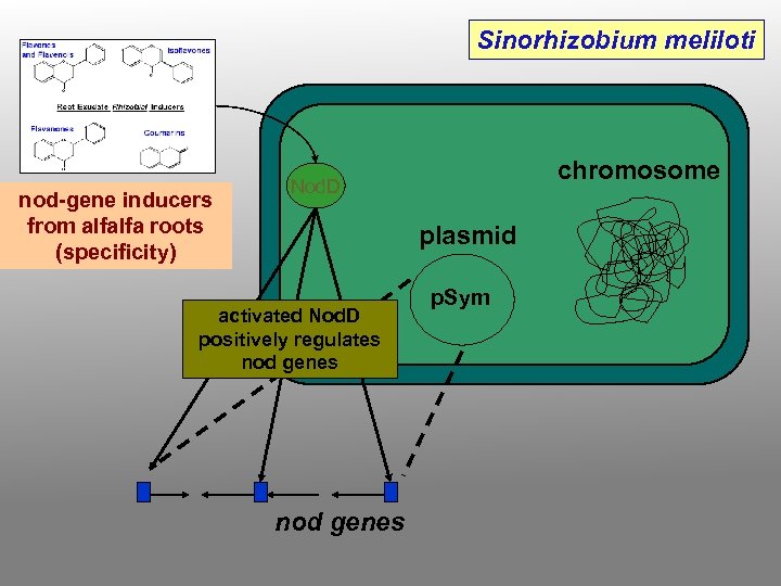 Sinorhizobium meliloti nod-gene inducers from alfalfa roots (specificity) chromosome Nod. D plasmid activated Nod.
