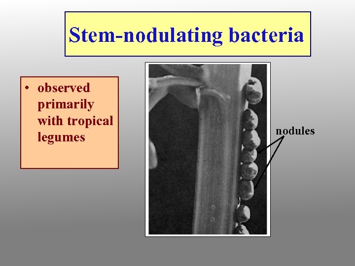 Stem-nodulating bacteria • observed primarily with tropical legumes nodules 