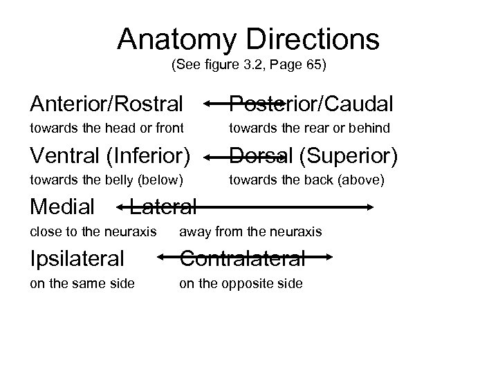 Anatomy Directions (See figure 3. 2, Page 65) Anterior/Rostral Posterior/Caudal towards the head or