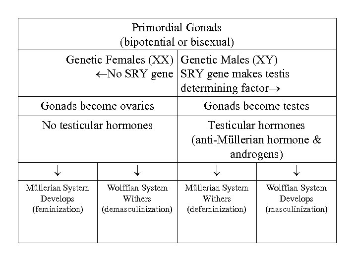 Primordial Gonads (bipotential or bisexual) Genetic Females (XX) Genetic Males (XY) No SRY gene
