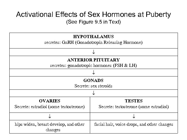 Activational Effects of Sex Hormones at Puberty (See Figure 9. 5 in Text) HYPOTHALAMUS